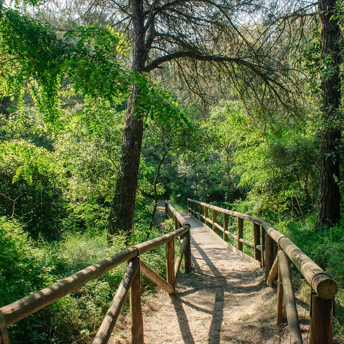 Pineta di Fornaci